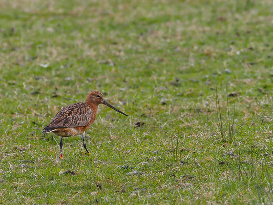 Pfuhlschnepfe, bar-tailed godwit, limosa lapponica