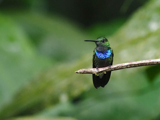 ROSENBERGAMAZILIE, PURPLE-CHESTED HUMMINGBIRD - POLYERATA ROSENBERGI