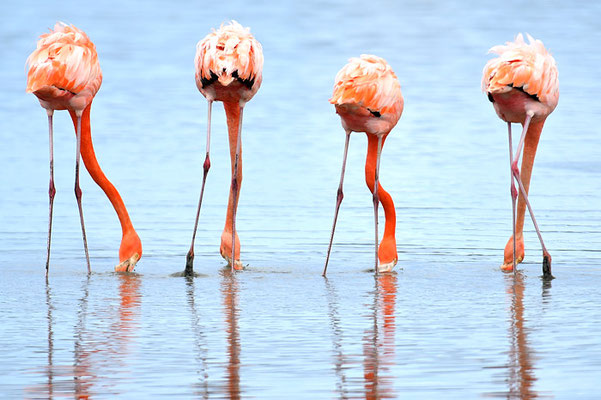 ROTER FLAMINGO (KUBAFLAMINGO), AMERICAN FLAMINGO, PHOENICOPTERUS RUBER