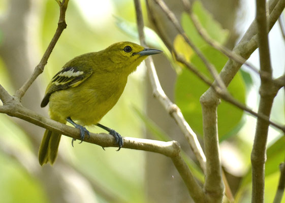 SCHWARZFLÜGELIORA, COMMON IORA, AEGITHINA TIPHIA