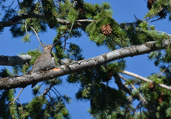 GOLDSPECHT, NORTHERN FLICKER, COLAPTES CHRYSOIDES
