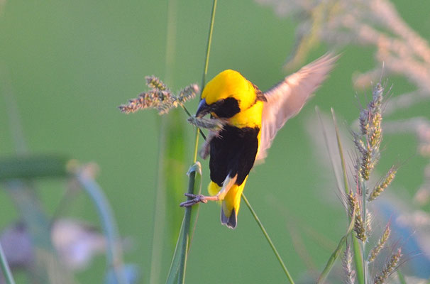TAHAWEBER, YELLOW-CROWNED BISHOP, EUPLECTES AFER
