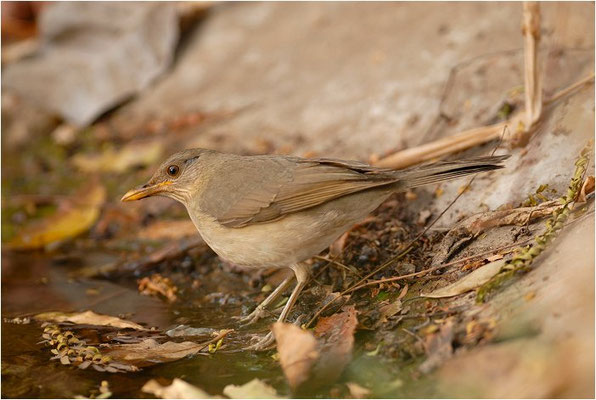 Afrikadrossel, African trush, Turdus pelios