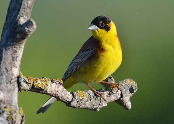 KAPPENAMMER, BLACK-HEADED BUNTING, EMBERIZA MELANOCEPHALA