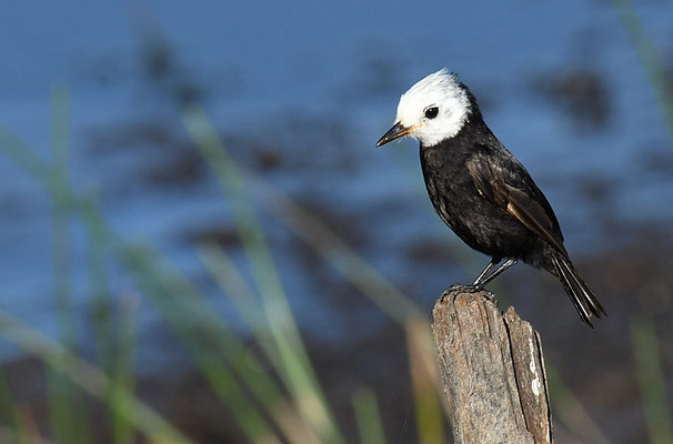 SUMPFTYRANN, WHITE-HEADED MARSH-TYRANT, ARUNDINICOLA LEUCOCEPHALA