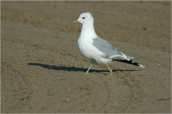 STURMMÖWE, MEW GULL (COMMON GULL), LARUS CANUS