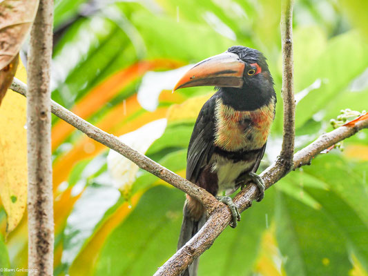 HELLSCHNABELARASSARI, , PALE-MANDIBLED ARACARI - PTEROGLOSSUS ERYTHROPYGIUS
