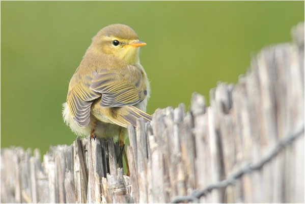 FITIS,  WILLOW WARBLER, PHYLLOSCOPUS TROCHILUS