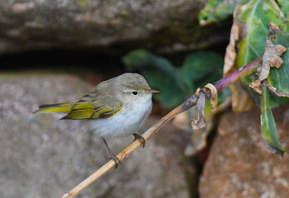 BERGLAUBSÄNGER, WESTERN BONELLI´S WARBLER, PHYLLOSCOPUS BONELLI