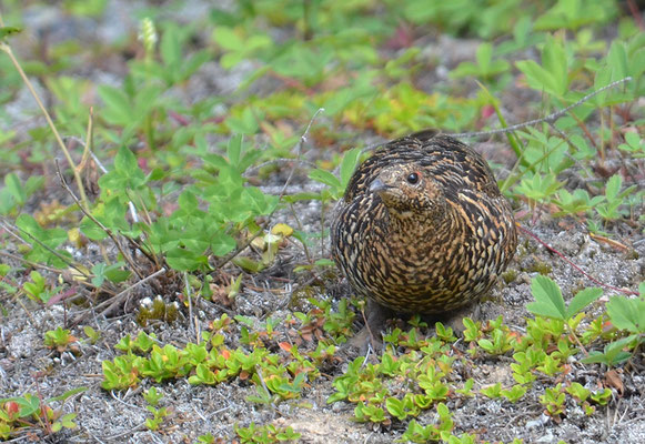 TANNENHUHN, SPRUCE GROUSE, FALCIPENNIS CANADENSIS