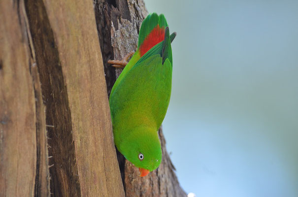 FRÜHLINGSPAPAGEICHEN, VERNAL HANGING PARROT, LORICULUS VERNALIS