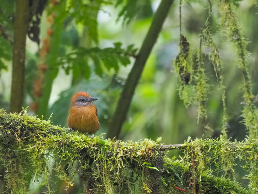 EINFARB-AMEISENWÜRGER, UNIFORM ANTSHRIKE - THAMNOPHILUS UNICOLOR