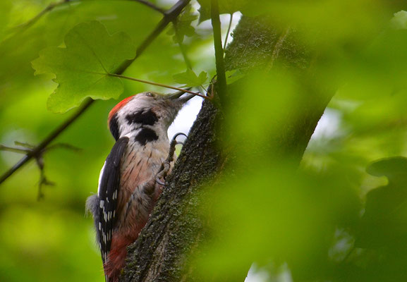 MITTELSPECHT, MIDDLE-SPOTTED WOODPECKER