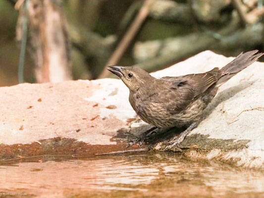 GLANZKUHSTÄRLING, SHINY COWBIRD - MOLOTHRUS BONARIENSIS