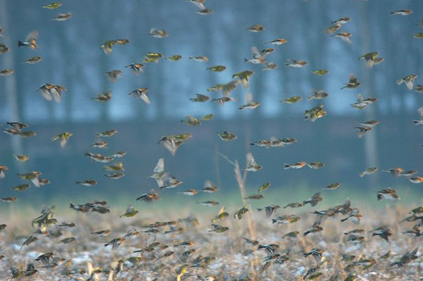 BERGFINK, BRAMBLING, FRINGILLA MONTIFRINGILLA