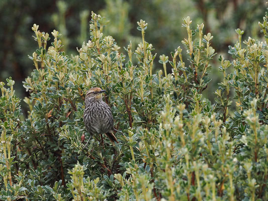 WEISSSTRICHELKANASTERO, MANY-STRIPED CANASTERO - ASTHENES FLAMMULATA