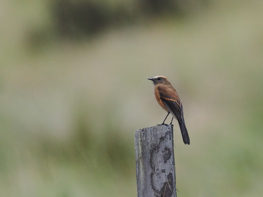 FAHLBRAUEN-SCHMÄTZERTYRANN, BROWN-BACKED CHAT-TYRANT - OCHTHOECA FUMICOLOR