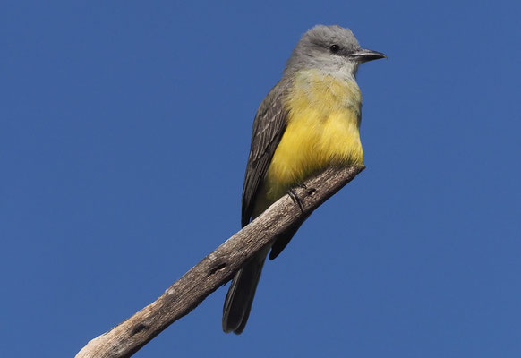 TRAUERTYRANN, TROPICAL KINGBIRD, TYRANNUS MELANCHOLICUS