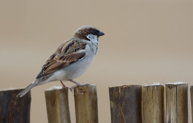 HAUSSPERLING, HOUSE SPARROW, PASSER DOMESTICUS