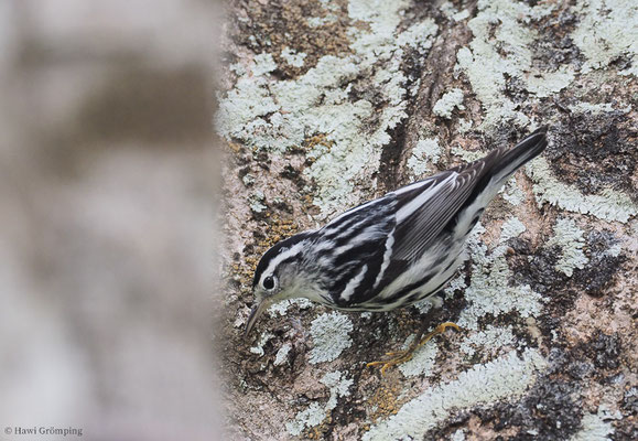 KLETTERWALDSÄNGER, BLACK-AND WHITE WARBLER, MNIOTILTA VARIA