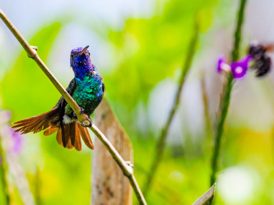 BRONZESCHWANZSAPHIRKOLIBRI, GOLDEN-TAILED SAPPHIRE - CHRYSURONIA OENONE