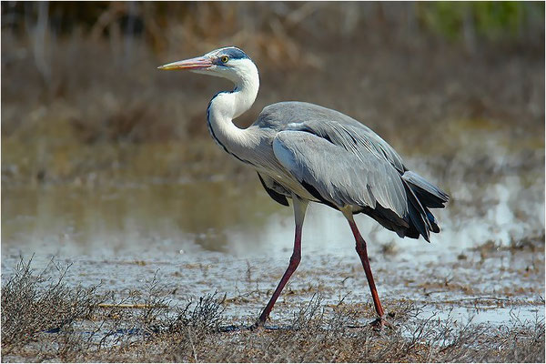 GRAUREIHER, GREY HERON, ARDEA CINEREA