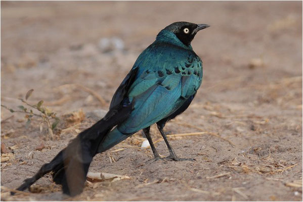 LANGSCHWANZGLANZSTAR, LONG-TAILED GLOSSY STARLING, LAMPROTORNIS CAUDATUS