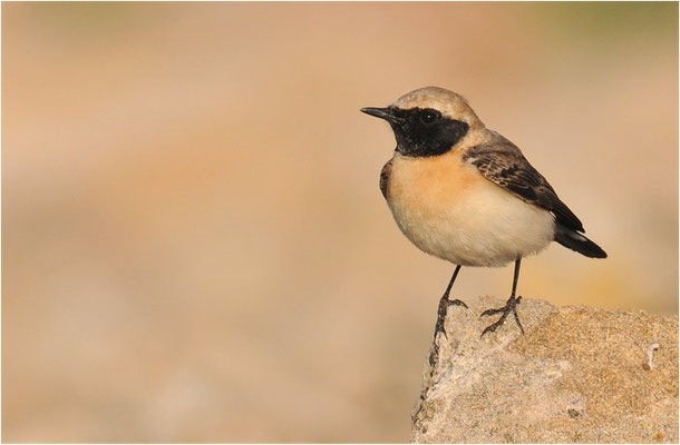BALKANSTEINSCHMÄTZER, EASTERN BLACK-EARED WHEATEAR,  OENANTHE MELANOLEUCA