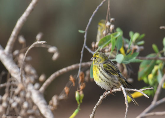 GIRLITZ, SERIN, SERINUS SERINUS