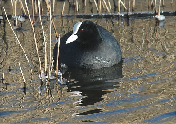 BLÄSSRALLE, EURASIAN COOT, FULICA ATRA 