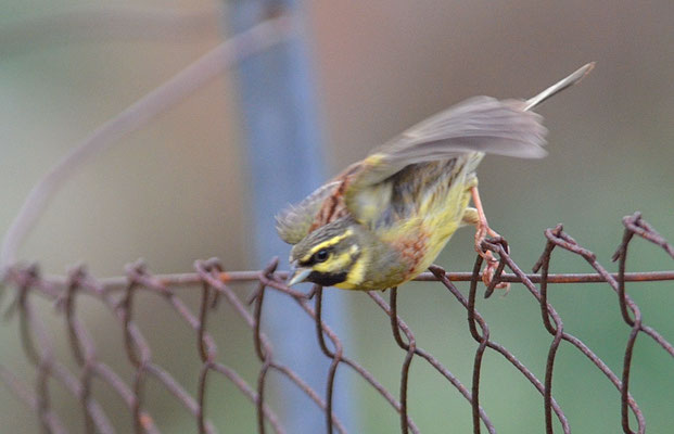 ZAUNAMMER, CIRL BUNTING, EMBERIZA CIRLUS