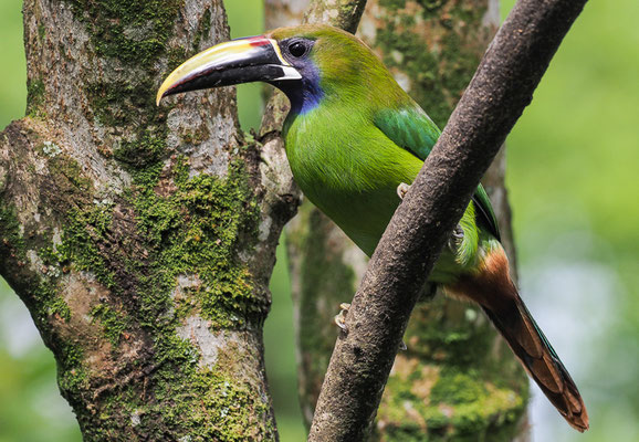 LAUCHARASSARI, EMERALD TOUCANET, AULACORHYNCHUS PRASINUS