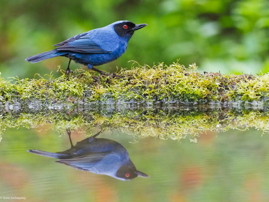 MASKENHAKENSCHNABEL, MASKED FLOWERPIERCER - DIGLOSSA CYANEA