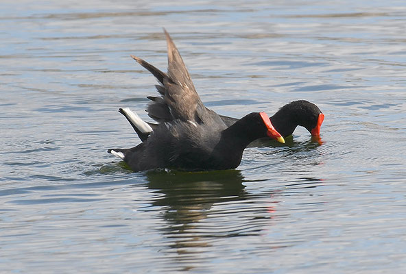 TEICHRALLE, COMMON GALLINULE, GALLINULA GALEATA