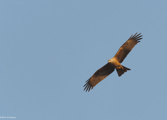 SCHWARZMILAN, BLACK KITE, MILVUS MIGRANS