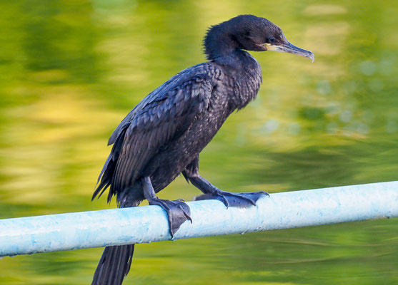 OLIVENSCHARBE, NEOTROPIC CORMORANT, PHALACROCORAX BRASILIANUS
