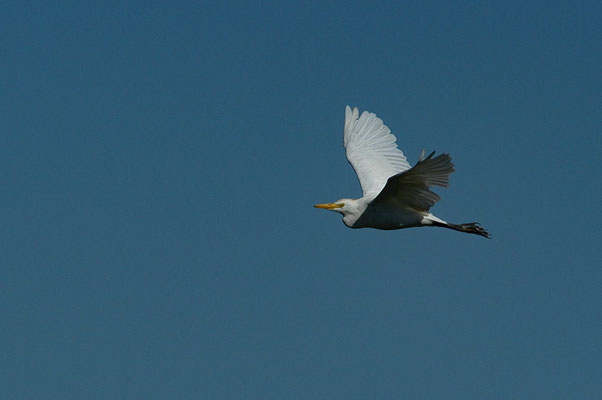 KUHREIHER, CATTLE EGRET - BUBULCUS IBIS