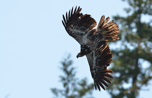 WEISSKOPFSEEADLER, BALD EAGLE,  HALIAEETUS LEUCOCEPHALUS