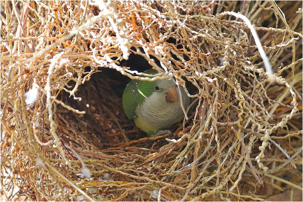 MÖNCHSSITTICH, MONK PARAKEET, MYIOPSITTA MONACHUS