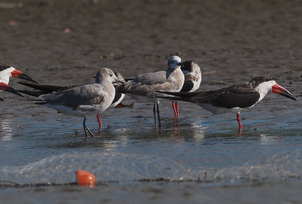 SCHWARZMANTEL-SCHERENSCHNABEL, BLACK SKIMMER, RYNCHOPS NIGER