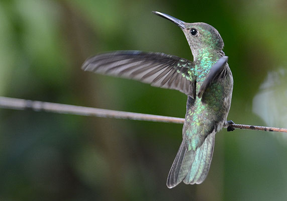 SCHUPPENBRUSTKOLIBRI, SCALY-BREASTED HUMMINGBIRD, PHAEOCHROA CUVIERII
