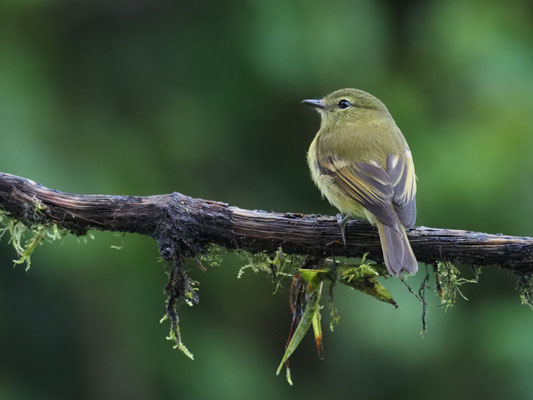 GELBZÜGEL-SCHNÄPPERTYRANN, FLAVESCENT FLYCATCHER - MYIOPHOBUS FLAVICANS