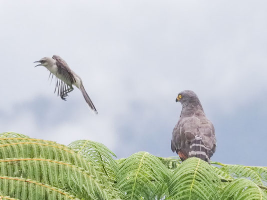 Wegebussard, Roadside Hawk - Rupornis magnirostris