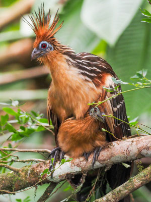 Hoatzin, Hoatzin - Opisthocomus hoazin