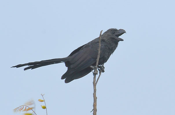 GLATTSCHNABELANI, SMOOTH-BILLED ANI, CROTOPHAGA ANI