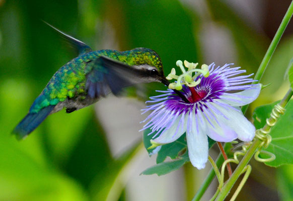 BLAUSCHWANZSMARAGDKOLIBRI, BLUE-TAILED EMERALD, CHLOROSTILBON MELLISUGUS 