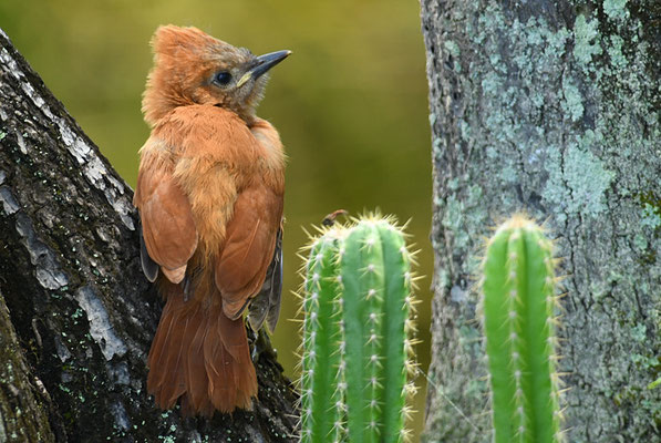 Brauncacholote, Caatinga cacholote, Pseudoseisura cristata