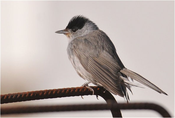 MÖNCHSGRASMÜCKE, BLACKCAP, SYLVIA ATRICAPILLA