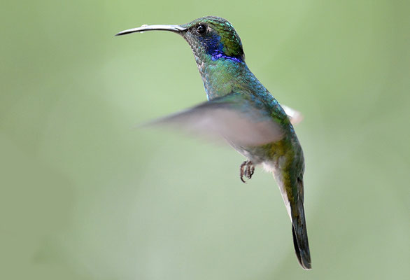 KLEINER VEILCHENOHRKOLIBRI, GREEN VIOLET-EAR, COLIBRI THALASSINUS