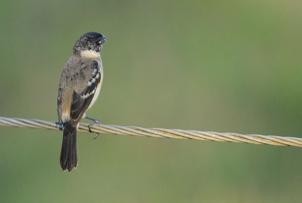 BRAUNBÜRZELPFÄFFCHEN, WHITE-COLLARED SEEDEATER, SPOROPHILA TORQUEOLA